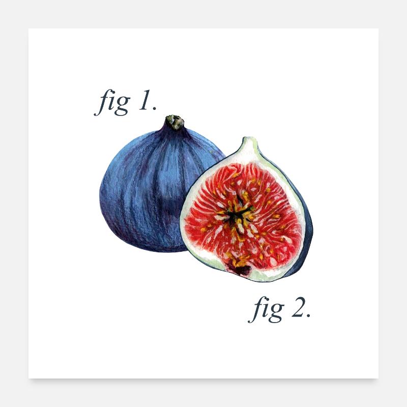Abb1. Feigen Diagramm. Poster 60x60 cm