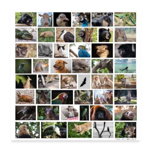 Poster animaux - Poster 60 x 60 cm
