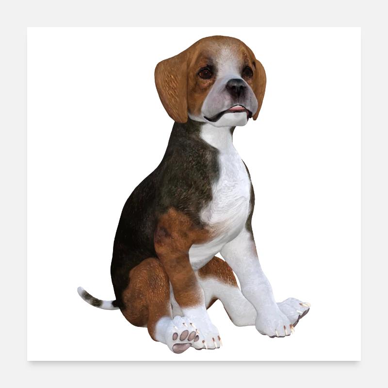 Chiot Beagle Poster 60 x 60 cm