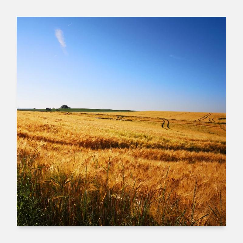 Golden wheat fields under a blue sky Poster 24" x 24" (60x60 cm)