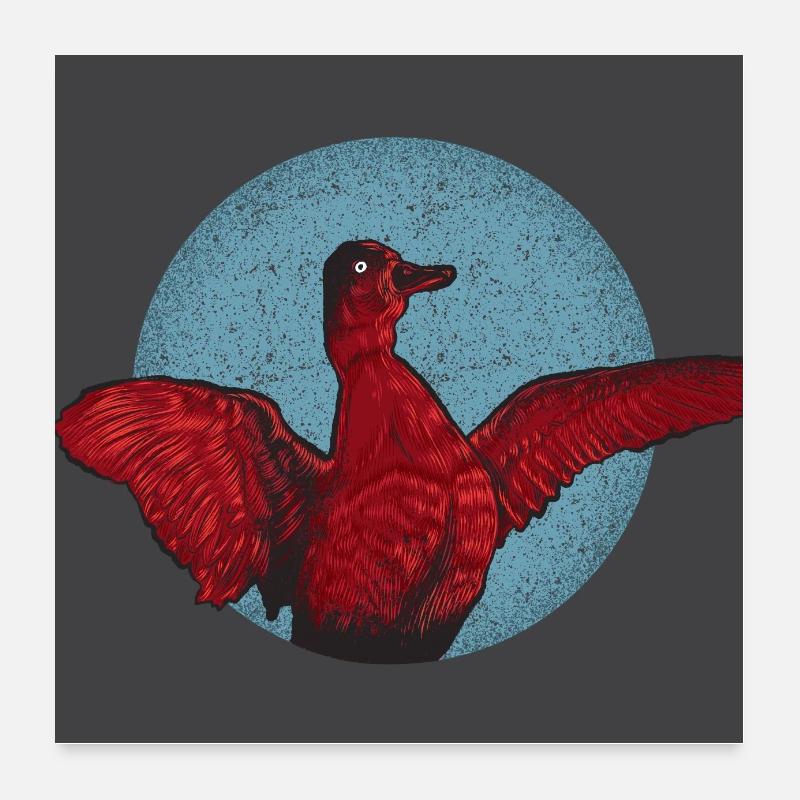 Affiche Aythya - Poster 60 x 60 cm - blanc