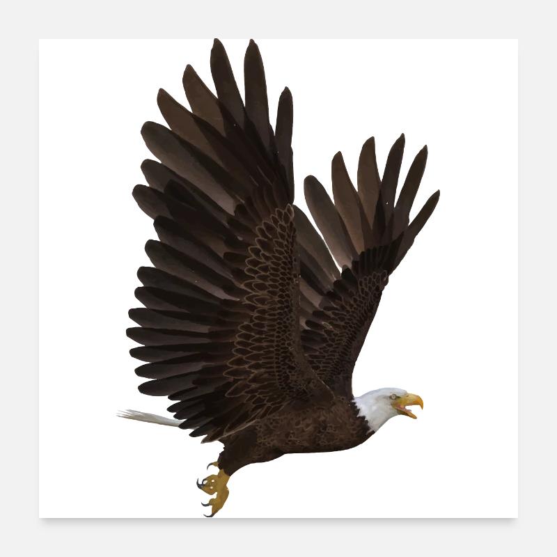 Adler - Poster 60x60 cm - Weiß