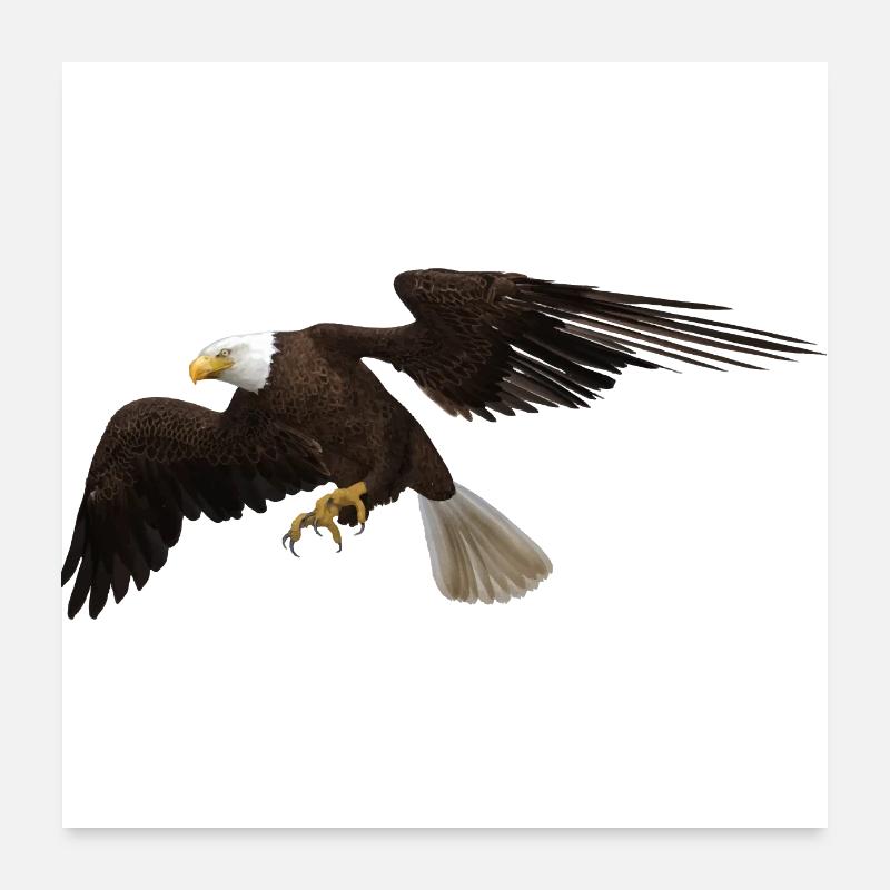 Eagle Poster 24" x 24" (60x60 cm)