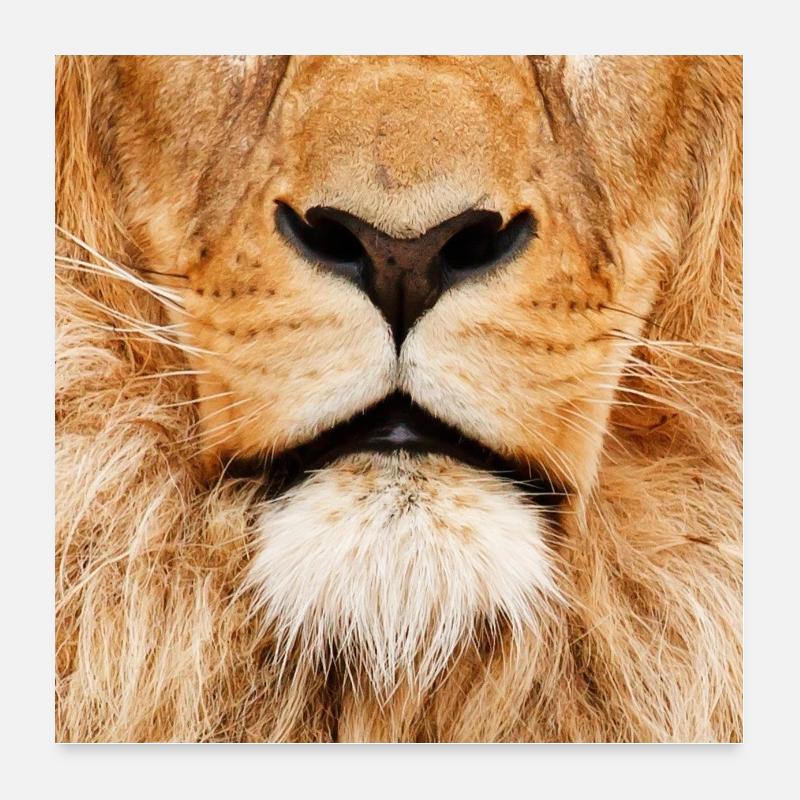 Lion Poster 60 x 60 cm