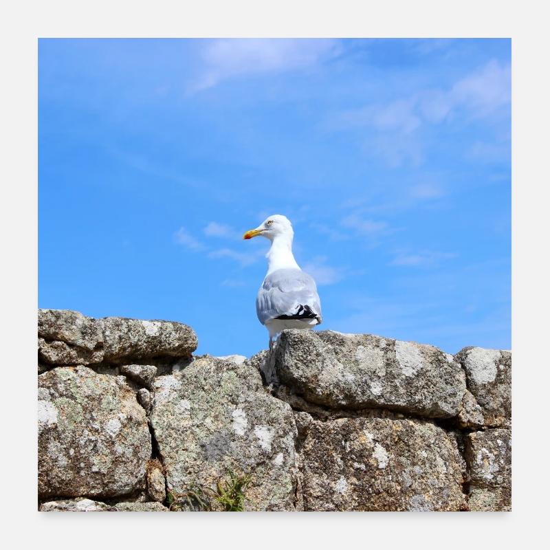 Möwe Norddeutschland Poster 60x60 cm