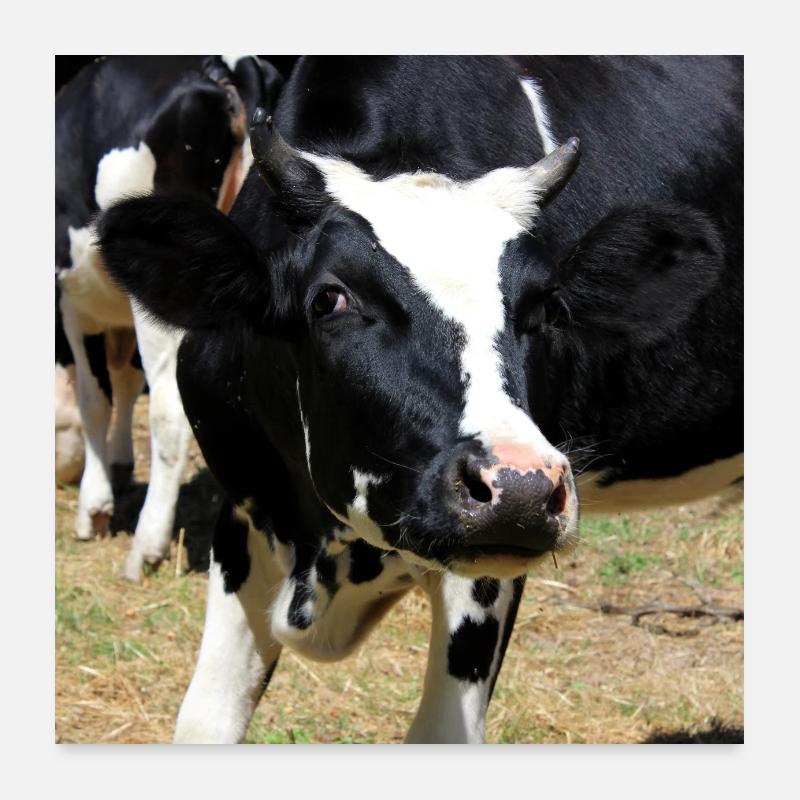 Cow Poster Poster 24" x 24" (60x60 cm)