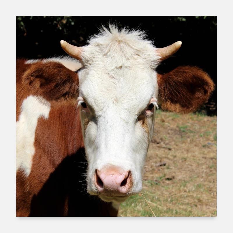 Affiche vache Poster 60 x 60 cm