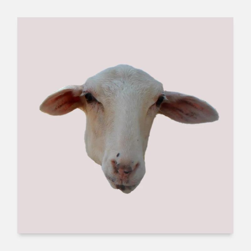 Schaf Poster 60x60 cm