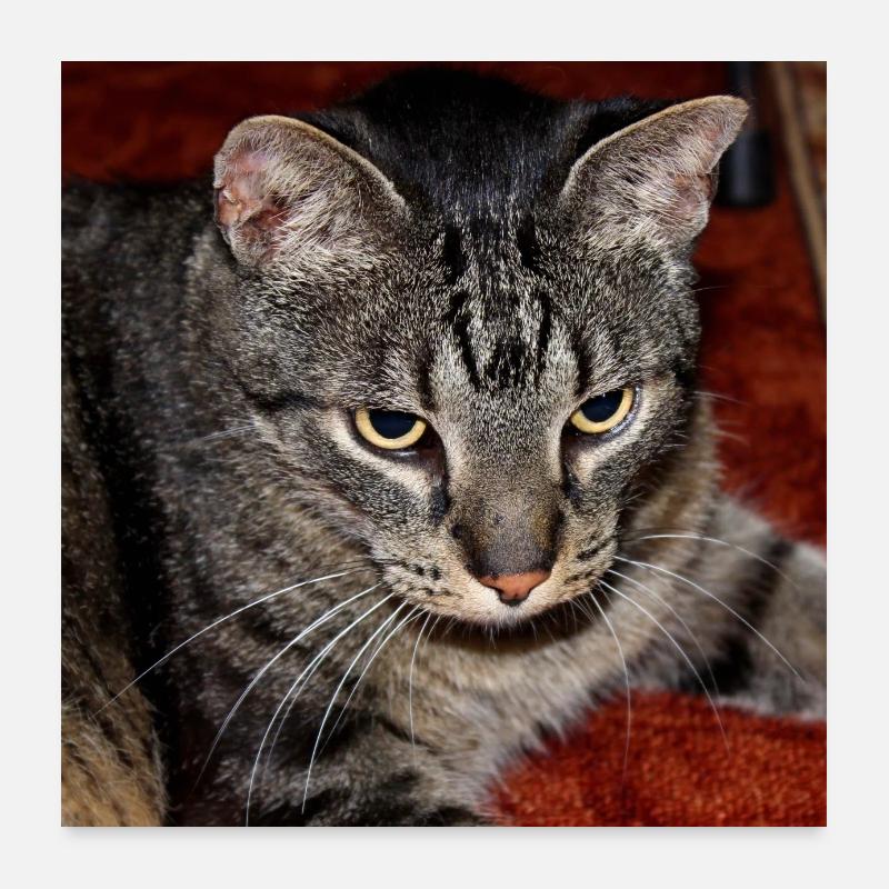 Cat Kitten Poster 24" x 24" (60x60 cm)