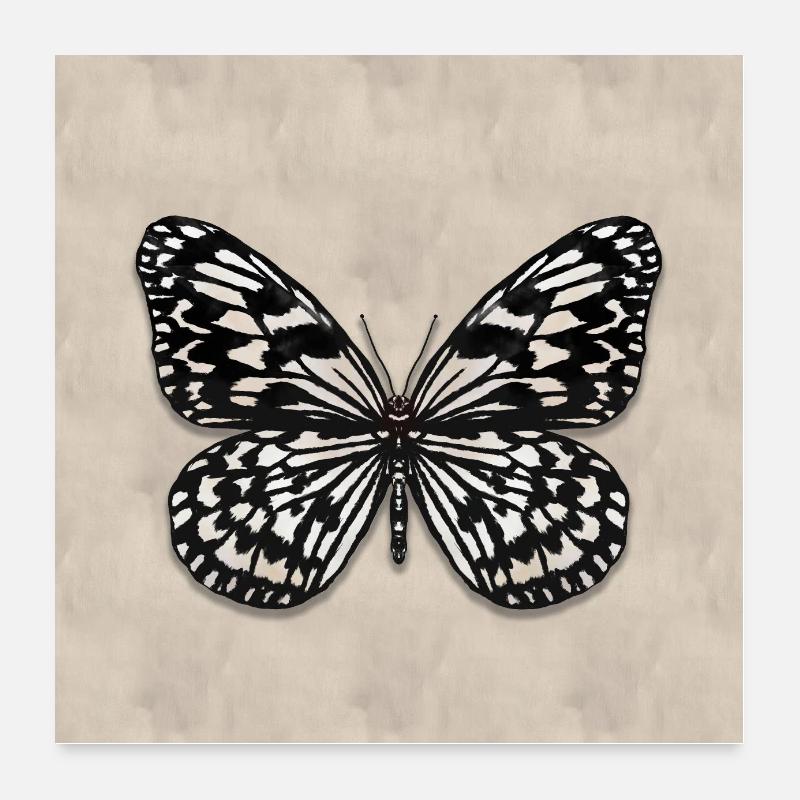 Tree Nymph Butterfly Poster 24" x 24" (60x60 cm)