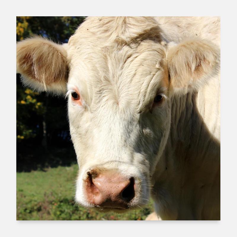 Kuh Poster Poster 60x60 cm