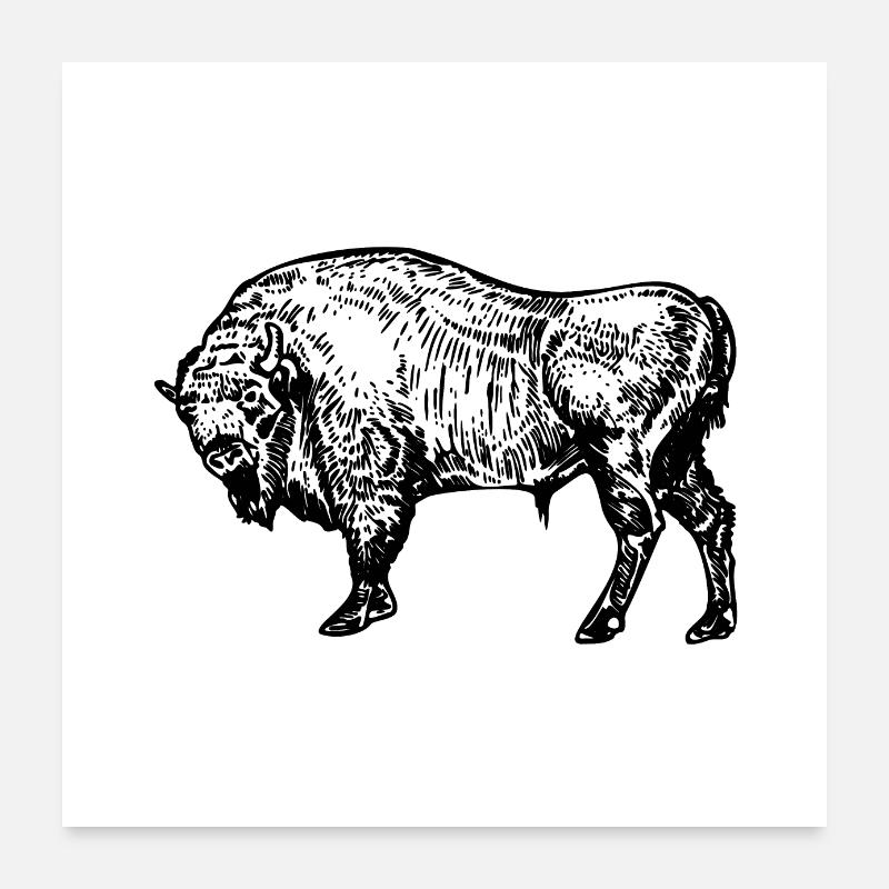 Büffel Poster 60x60 cm