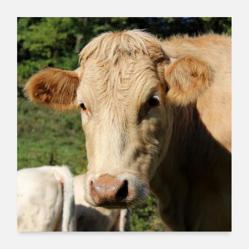 Kuh Poster Poster 60x60 cm