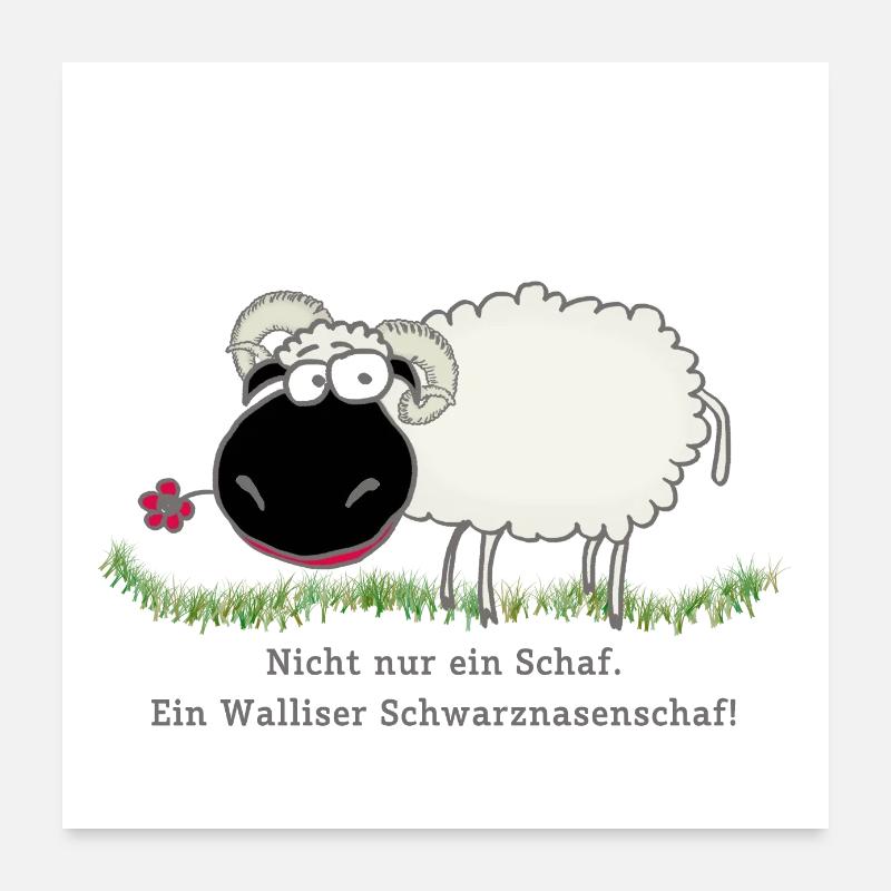 Schwarznasenschaf Poster 60x60 cm