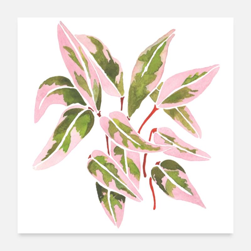 Triostar Stromanthe Watercolour Pink Leaves Poster 24" x 24" (60x60 cm)