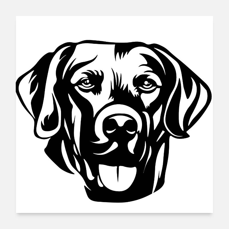 Labrador - Poster 60x60 cm - Weiß