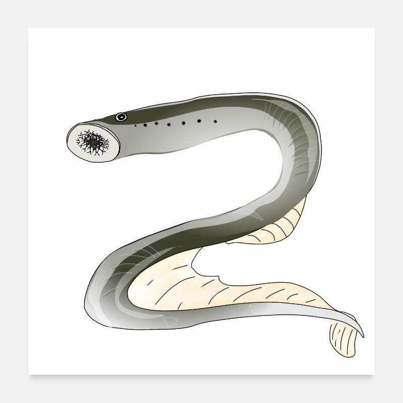 Lamprey fish biodiversity Poster 24" x 24" (60x60 cm)