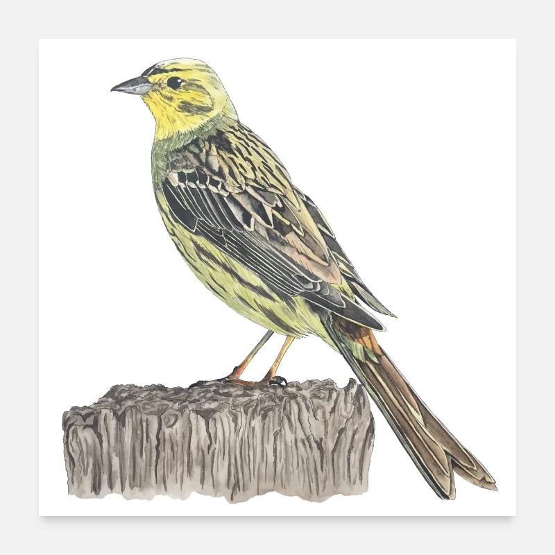 Goldammer Vogel - Poster 60x60 cm - Weiß