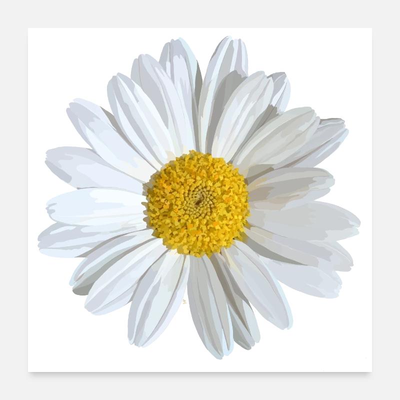 White daisies bloom Poster 24" x 24" (60x60 cm)