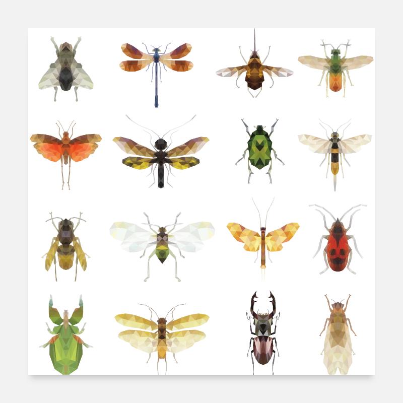 types d’insectes Poster 60 x 60 cm