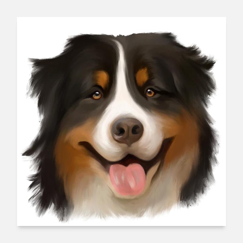 Bouvier bernois Poster 60 x 60 cm