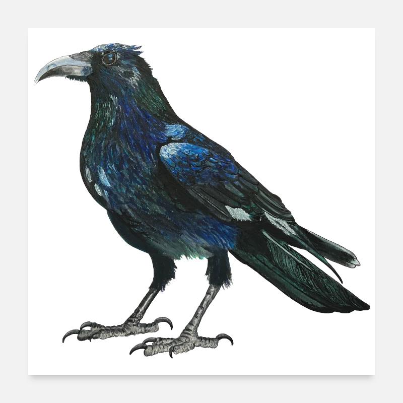Rabe Krähe mit leicht bläulich grünen Federn Poster 60x60 cm