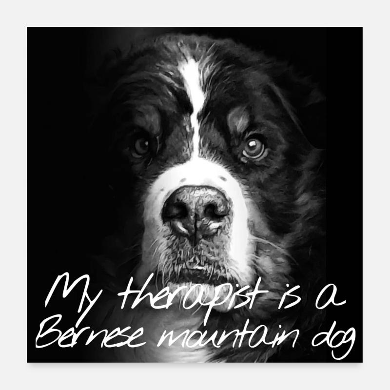 Berner Sennenhund Poster 60x60 cm