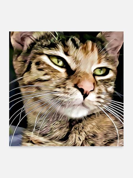 Tabby Katze Porträt - Poster 60x60 cm - Weiß - Vorne