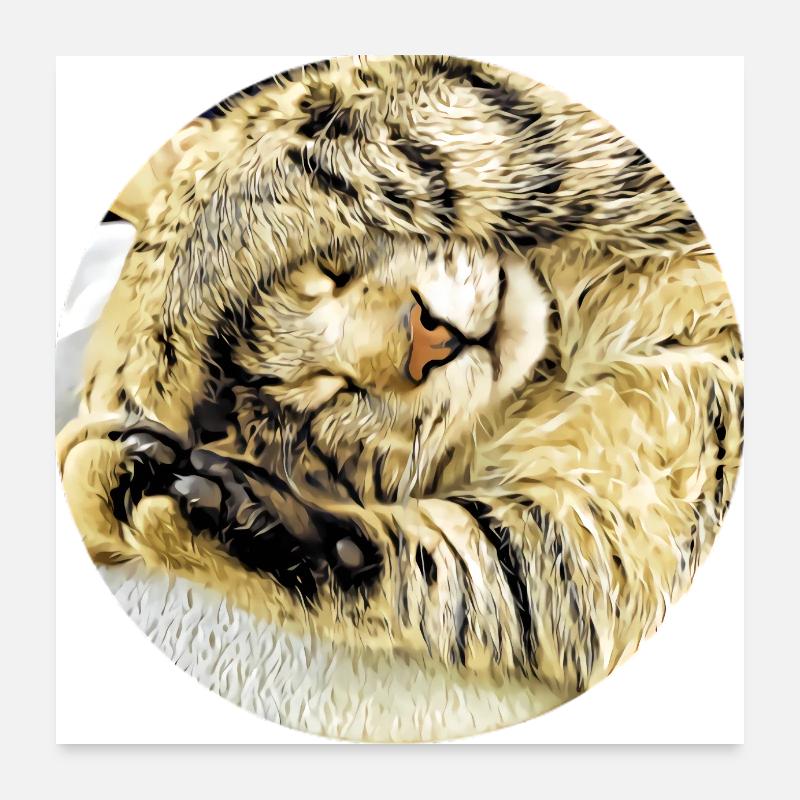 Chubby sleeping tabby cat Poster 24" x 24" (60x60 cm)