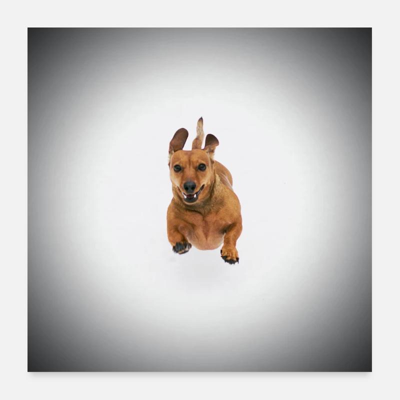 Brown Dachshund Poster 24" x 24" (60x60 cm)