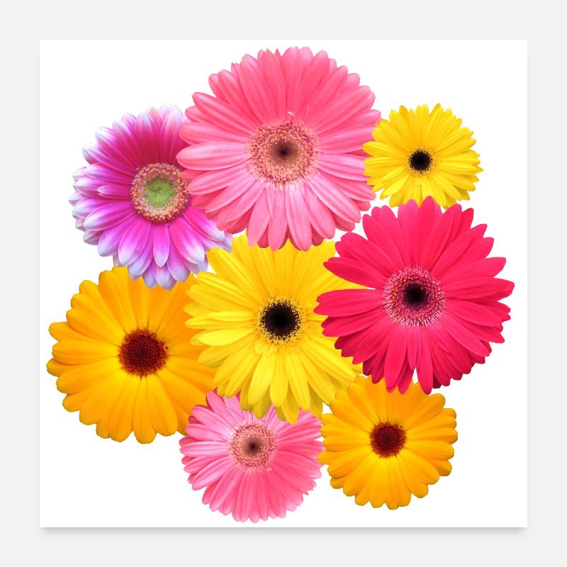 Gerbera Blume bunt blühende Gerberas Blüten floral - Poster 60x60 cm - Weiß