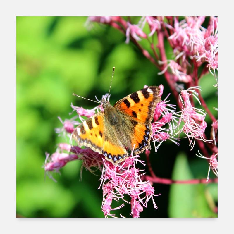 Butterflies Poster 24" x 24" (60x60 cm)