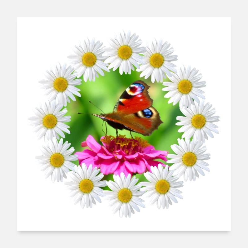 Marguerite Rose Fleur Papillon Motif De Fleur Poster 60 x 60 cm