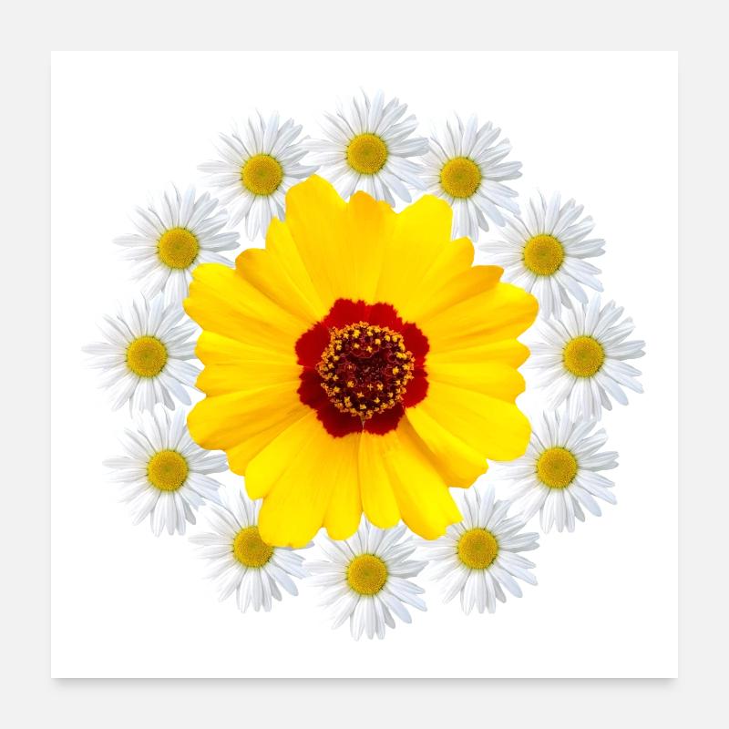 Daisies with yellow flower Daisy flower Poster 24" x 24" (60x60 cm)