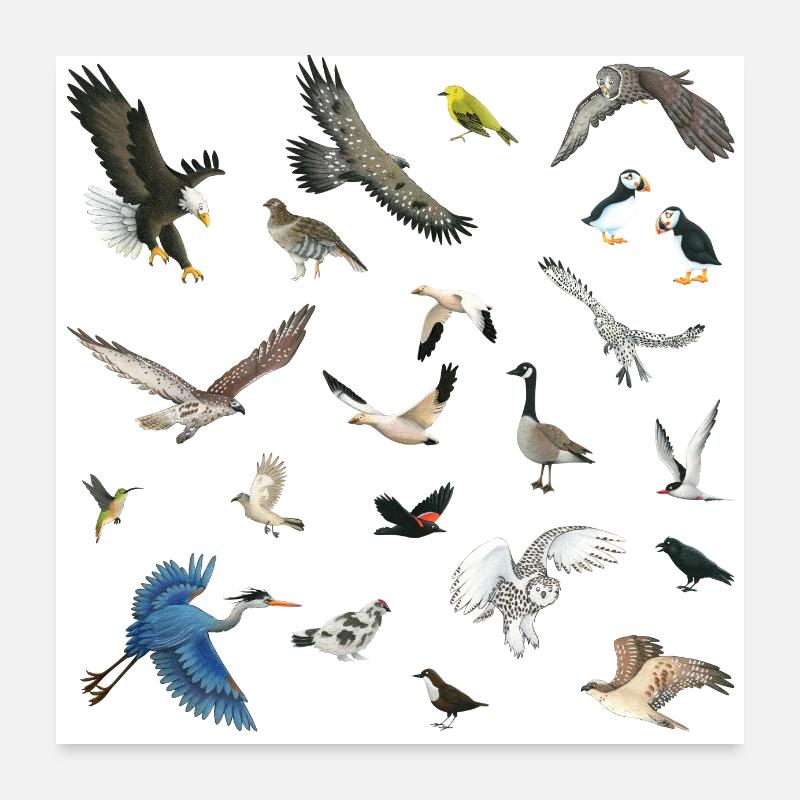 Oiseaux du Canada Poster 60 x 60 cm