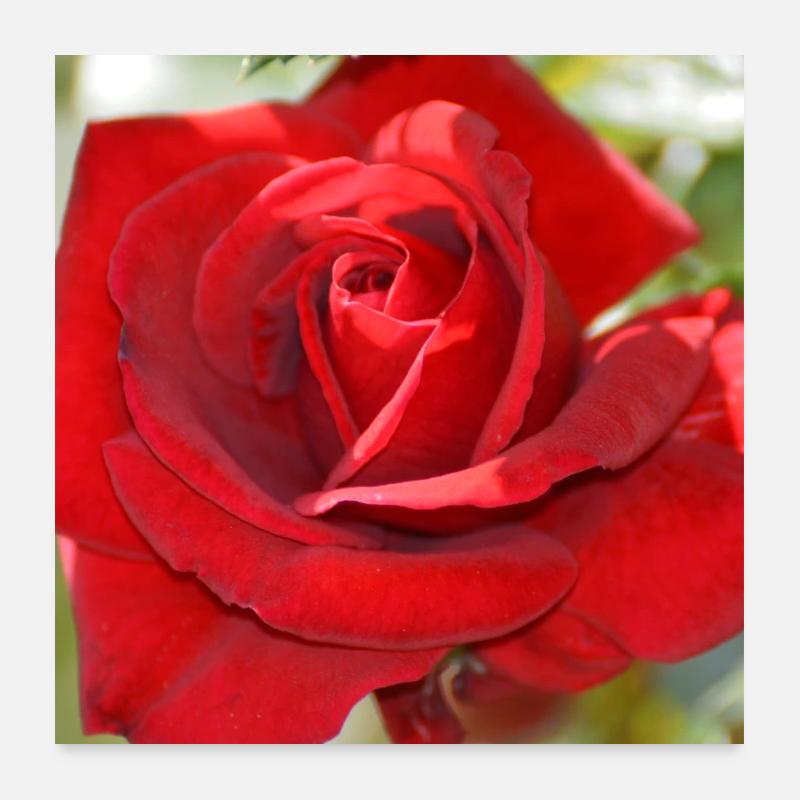 Red Rose Poster 24" x 24" (60x60 cm)