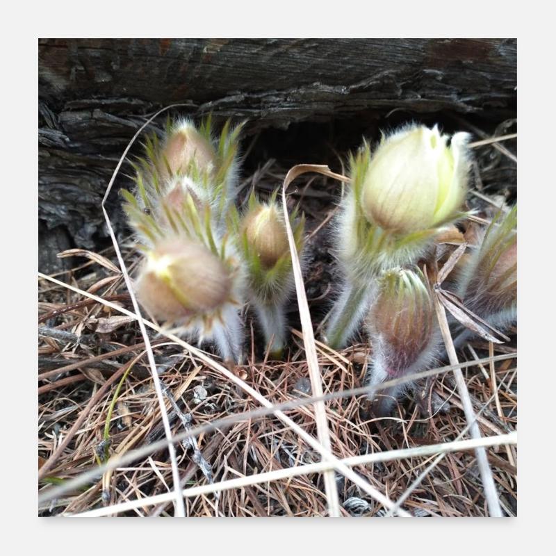 Snowdrop first spring flowers. Poster 24" x 24" (60x60 cm)