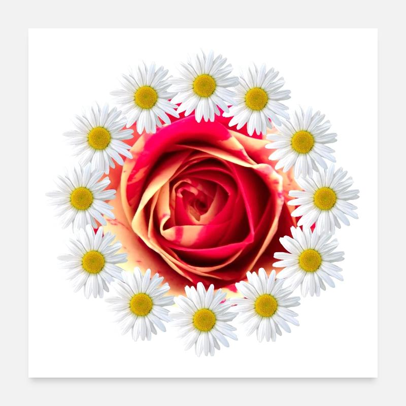 Fleur de rose avec marguerites fleur Rose florale Poster 60 x 60 cm