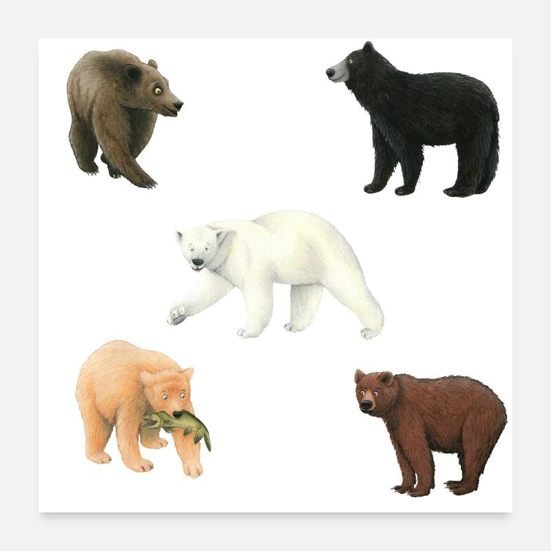 Bears Poster 24" x 24" (60x60 cm)