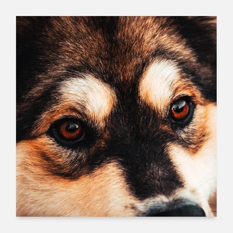 Yeux de chien Poster 60 x 60 cm