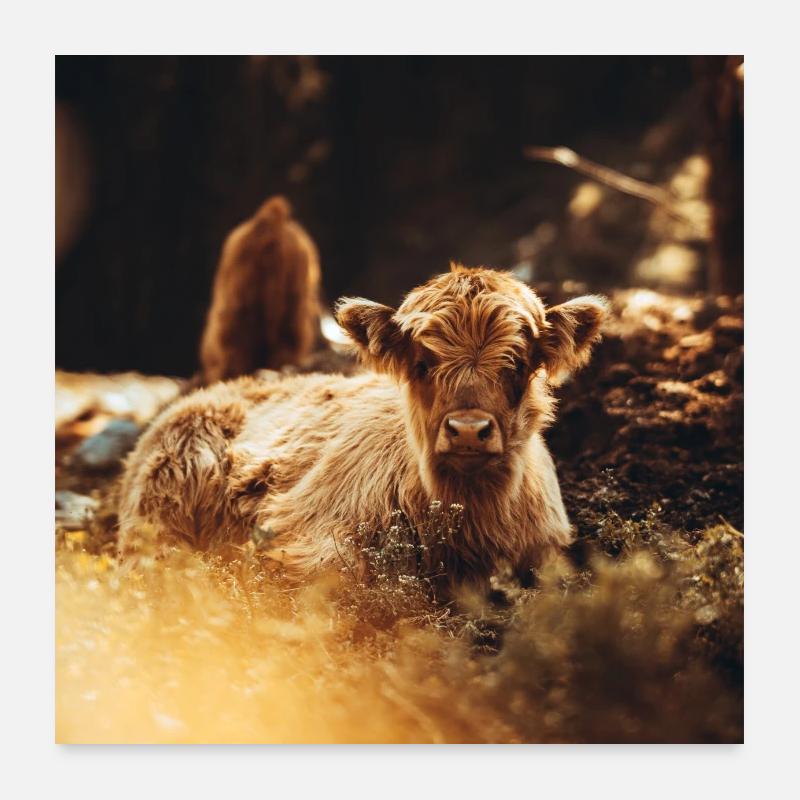 Kalb Poster 60x60 cm