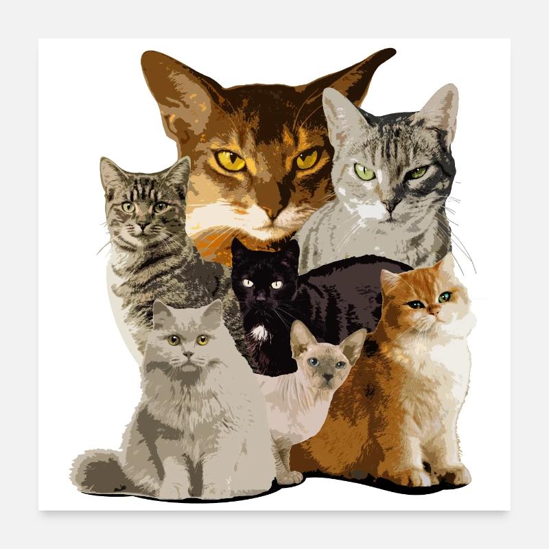 regardez un chat ! Cool Cat Famille Chat Chats Poster 60 x 60 cm
