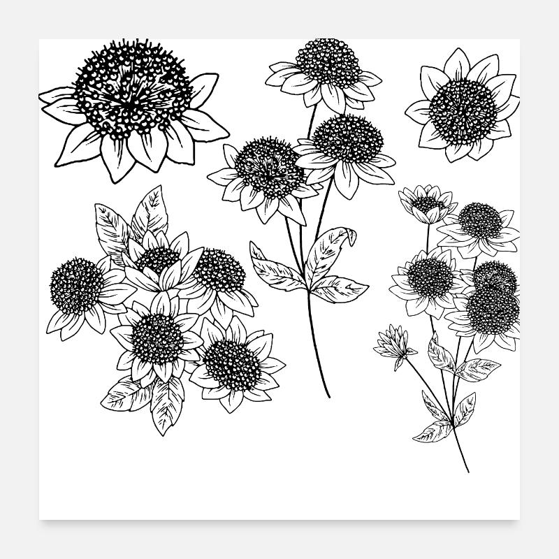 Astrantia maxima Blütengruppe Poster 60x60 cm