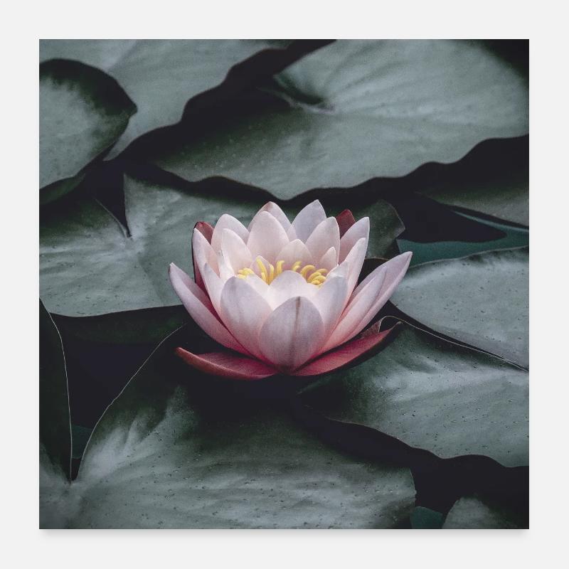 Nénuphar Poster 60 x 60 cm