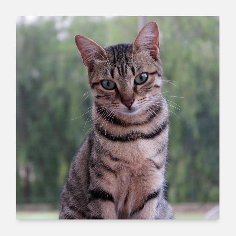 Katze Kätzchen Poster quadratisch Katzenposter Poster 60x60 cm