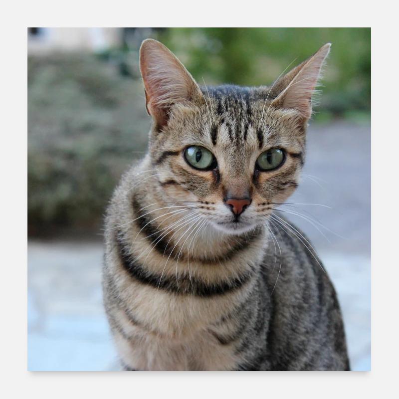 Cat Kitten Poster Square Cat Poster Poster 24" x 24" (60x60 cm)