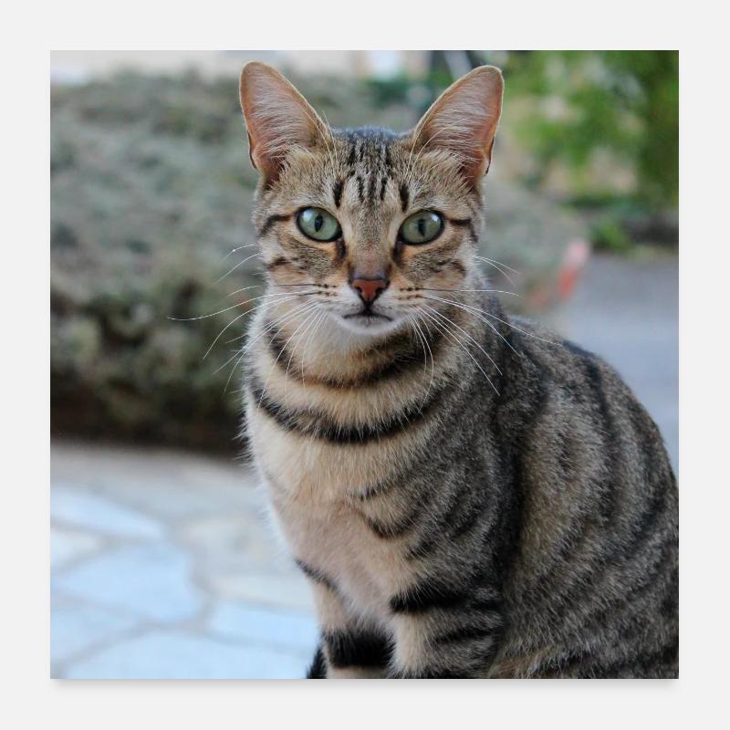 Chat chaton affiche chat carré affiche Poster 60 x 60 cm
