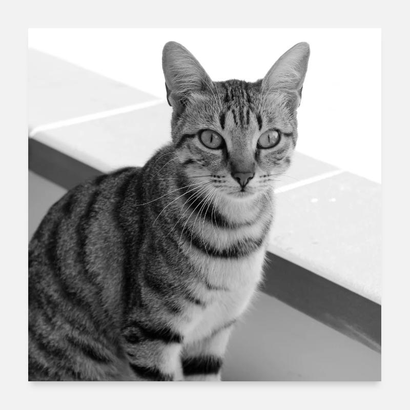 Portrait de fond de chat blanc-noir Poster 60 x 60 cm
