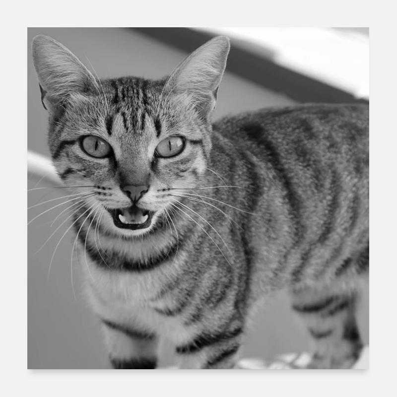 Portrait de chat blanc-noir Poster 60 x 60 cm