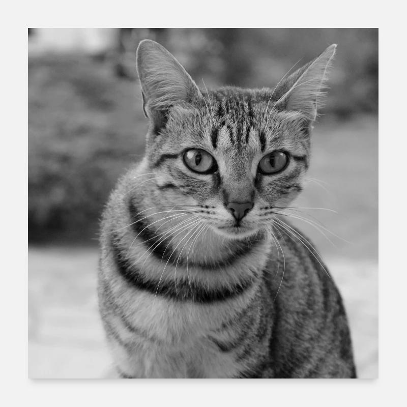 Portrait de fond de chat blanc-noir Poster 60 x 60 cm